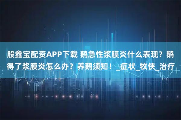 股鑫宝配资APP下载 鹅急性浆膜炎什么表现?鹅得了浆膜炎怎么办?养鹅须知!_症状_牧侠_治疗